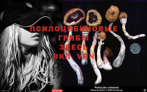 сатива Вяземский